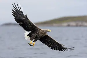 Fjords: White-tailed eagle