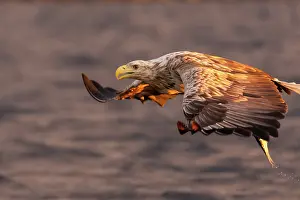 Fjords: White-tailed eagle