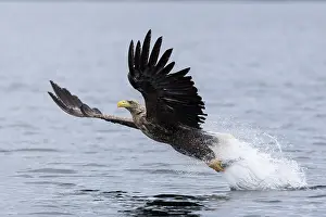 Fjords: White-tailed eagle