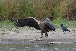Albicilla: White-Tailed Eagle - adult eagle with a fish - Germany