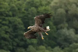 Albicilla: White-Tailed Eagle - adult eagle in flight - Germany