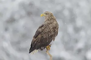 100118: White-Tailed Eagle - adult resting on branch - Sweden