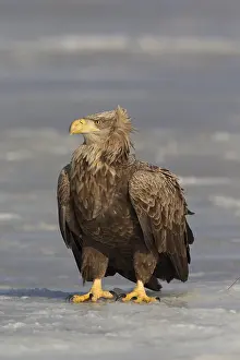 100118: White-Tailed Eagle - adult sitting on ice - Germany