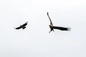 Mull: White-tailed Eagle - attacked by Hooded Crow - Scotland