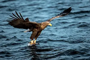 Vesteralen: White-tailed Eagle catching fish