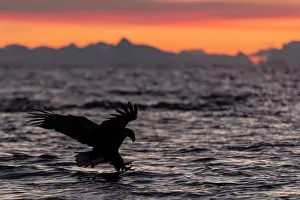 Vesteralen: White-tailed Eagle catching fish at sunset
