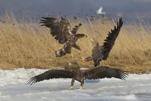 100118: White-Tailed Eagle - eagles fighting - Germany