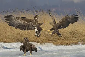 100118: White-Tailed Eagle - eagles fighting - Germany
