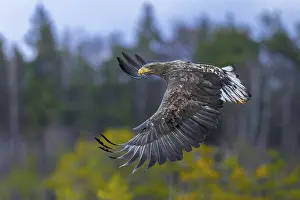 Heaths: White-tailed eagle, Eurasian sea eagle