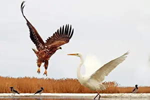 Albus: White-tailed Eagle face Great Egret on Snow