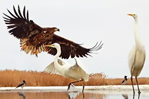 Albus: White-tailed Eagle face Great Egret on Snow