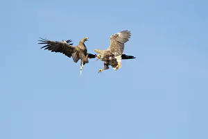 Mecklenburg: White-Tailed Eagle fight
