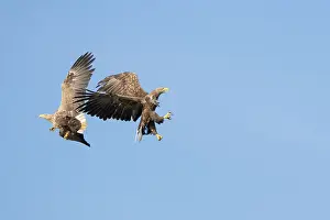 Mecklenburg: White-Tailed Eagle fight