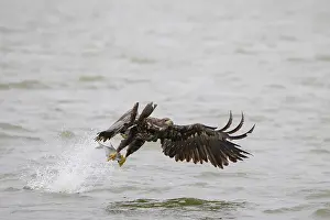 Mecklenburg: White-Tailed Eagle fish