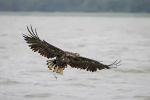 Mecklenburg: White-Tailed Eagle fish