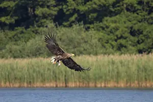 Mecklenburg: White-Tailed Eagle fish