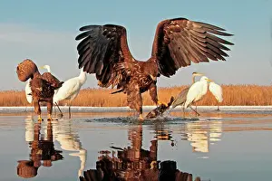 Albus: White-tailed Eagle and fish with Great Egrets and