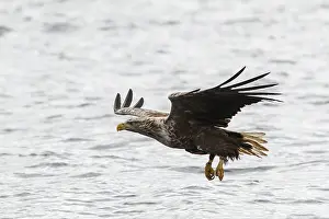 Fisher: White-Tailed Eagle - fishing - Isle of Mull, Scotland