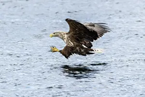 Mull: White-Tailed Eagle - fishing - Isle of Mull, Scotland