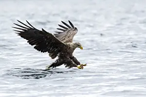 Mull: White-Tailed Eagle - fishing - Isle of Mull, Scotland
