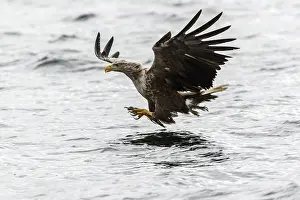 Mull: White-Tailed Eagle - fishing - Isle of Mull, Scotland