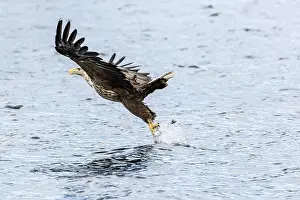 Mull: White-Tailed Eagle - fishing - Isle of Mull, Scotland