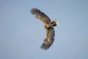 Mecklenburg: White-Tailed Eagle flight