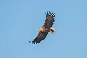 Mecklenburg: White-Tailed Eagle flight