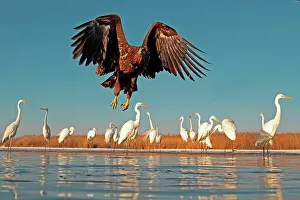 Albus: White-tailed Eagle in flight above face of the Great