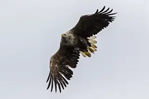 Harriers: White-Tailed Eagle - in flight - Isle of Mull, Scotland