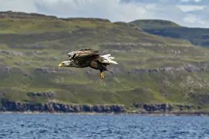 Fisher: White-Tailed Eagle - in flight - Isle of Mull, Scotland