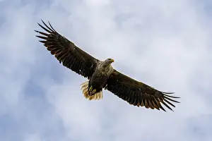 Fisher: White-Tailed Eagle - in flight - Isle of Mull, Scotland