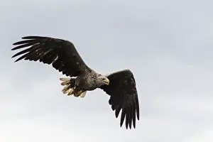 Mull: White-Tailed Eagle - in flight - Isle of Mull, Scotland