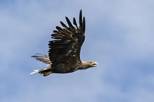 Mull: White-Tailed Eagle - in flight - Isle of Mull, Scotland