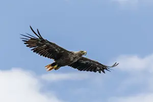 Mull: White-Tailed Eagle - in flight - Isle of Mull, Scotland