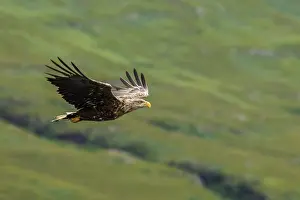 Mull: White-Tailed Eagle - in flight - Isle of Mull, Scotland