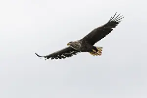 Mull: White-Tailed Eagle - in flight - Isle of Mull, Scotland