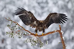Albicilla: White-tailed Eagle (Haliaeetus albicilla), Sea Eagle