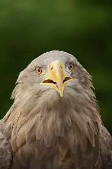 Albicilla: White-tailed eagle (Haliaeetus albicilla), portrait