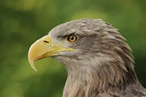 Albicilla: White-tailed eagle (Haliaeetus albicilla), portrait