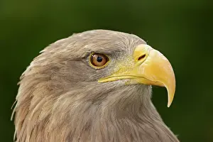 Albicilla: White-tailed eagle (Haliaeetus albicilla), portrait