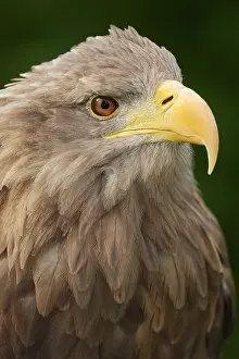 Albicilla: White-tailed eagle (Haliaeetus albicilla), portrait