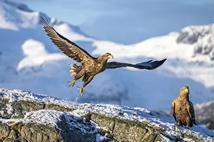 Norwegian: White-tailed eagle (Haliaeetus albicilla), taking off in