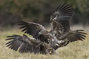 Accipitridae: White-tailed Eagle (Haliaeetus albicilla)