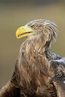 Slovakia: White-tailed eagle (Haliaeetus albicilla), adult