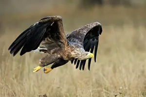Slovakia: White-tailed eagle (Haliaeetus albicilla), adult