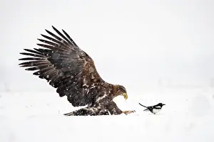 Approaching: White-tailed eagle (Haliaeetus albicilla) approaching