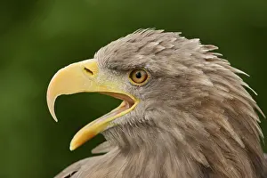 Sound: White-tailed eagle (Haliaeetus albicilla) calling