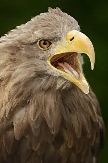 Sound: White-tailed eagle (Haliaeetus albicilla) calling