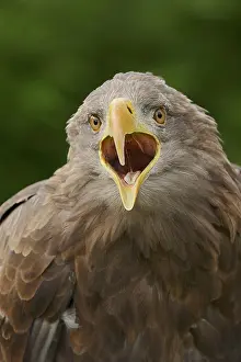 Sound: White-tailed eagle (Haliaeetus albicilla) calling